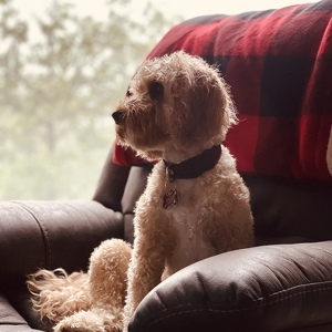 Fundraising Page: JANESSA SCAMMELL